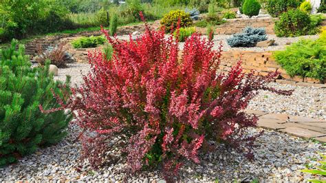 burberry plante|which barberry shrubs are evergreen.